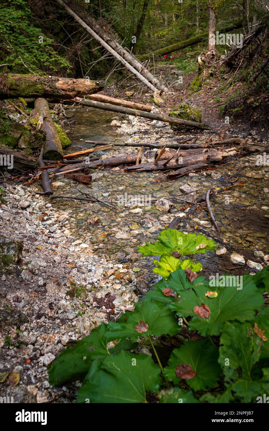 Slovakia Raj The trail through the beautiful canyon of the Slowacki Raj National ...