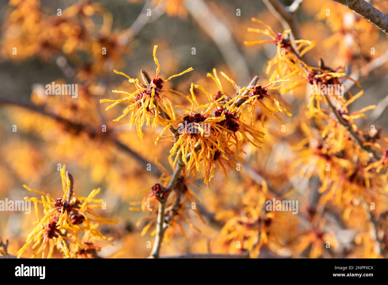 Witch Hazel, Hamamelis x intermedia 'Harlow Carr' Stock Photo Alamy