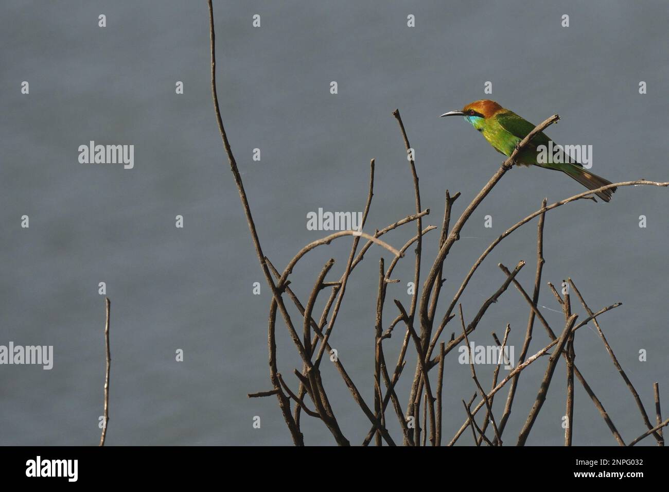 Asian green bee eater hi-res stock photography and images - Alamy