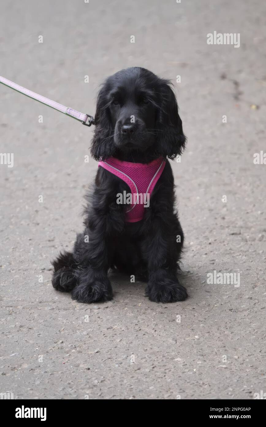 A black cocker spaniel posing in the sitting position, wearing a pink