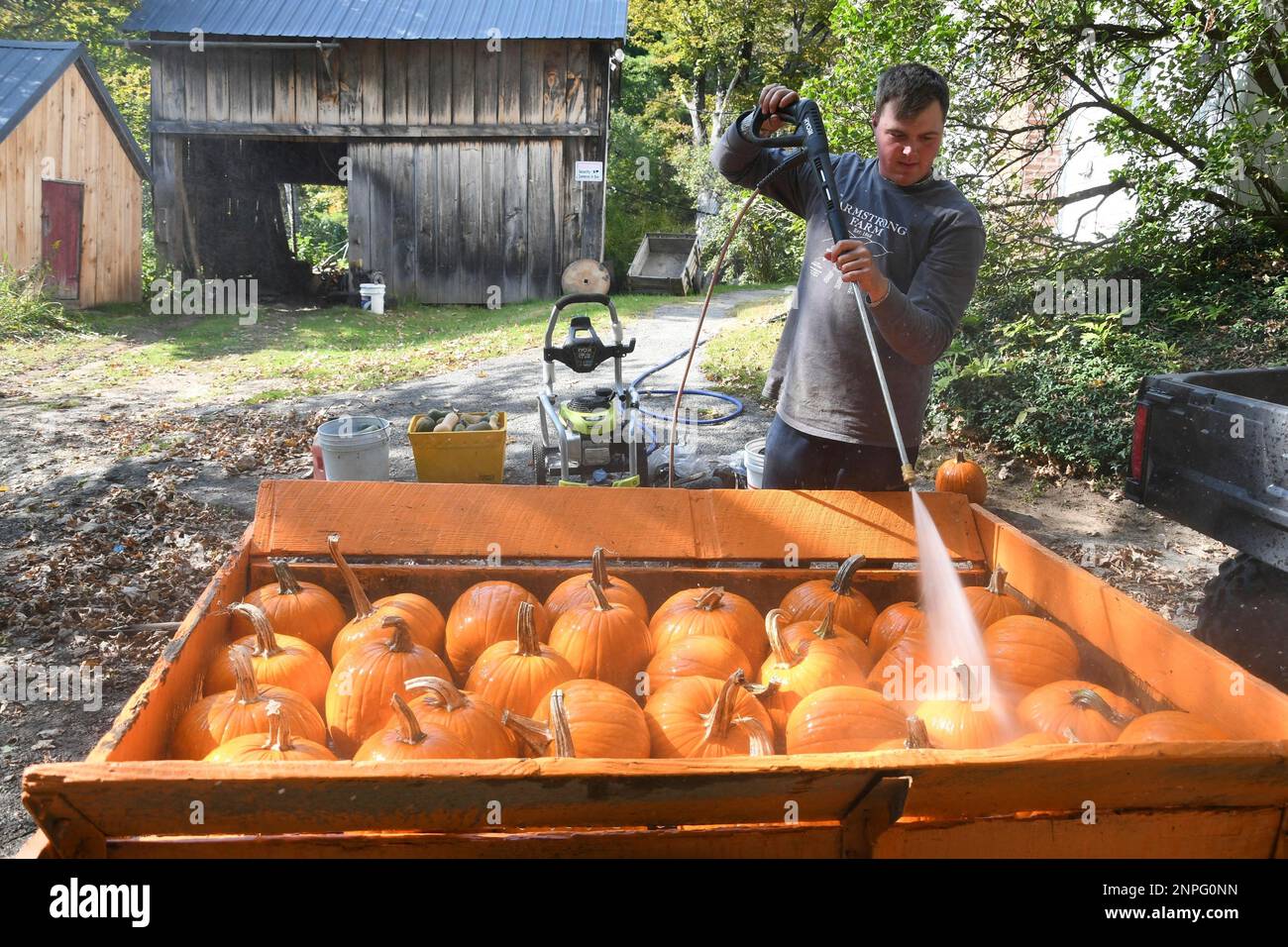 Connor McCart of Armstrong Farm in Pownal, VT washes pumpkins with a