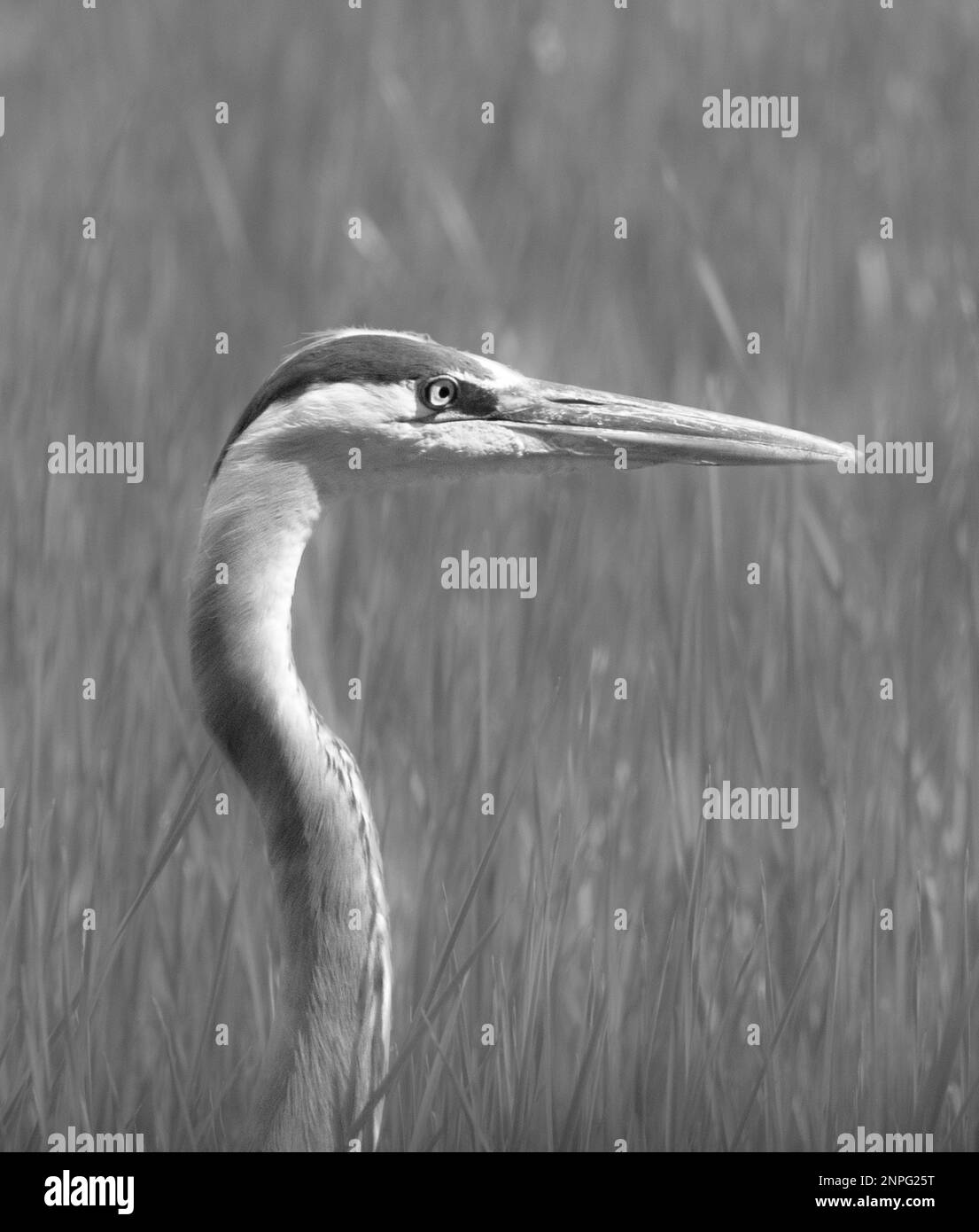 Black and white closeup photo of Great Blue Heron in grassy marsh Stock Photo
