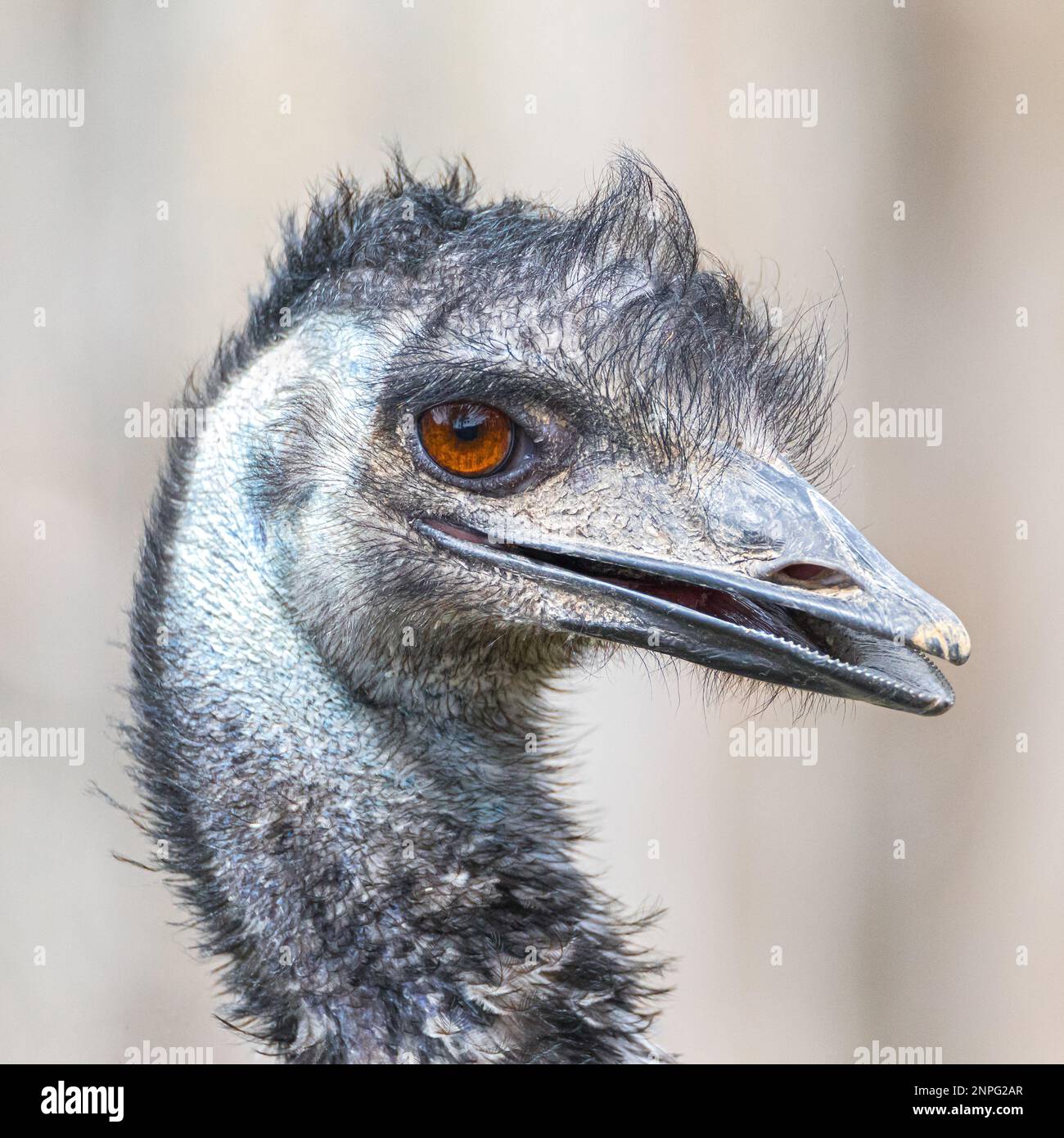 Extreme closeup portrait of Emu Stock Photo
