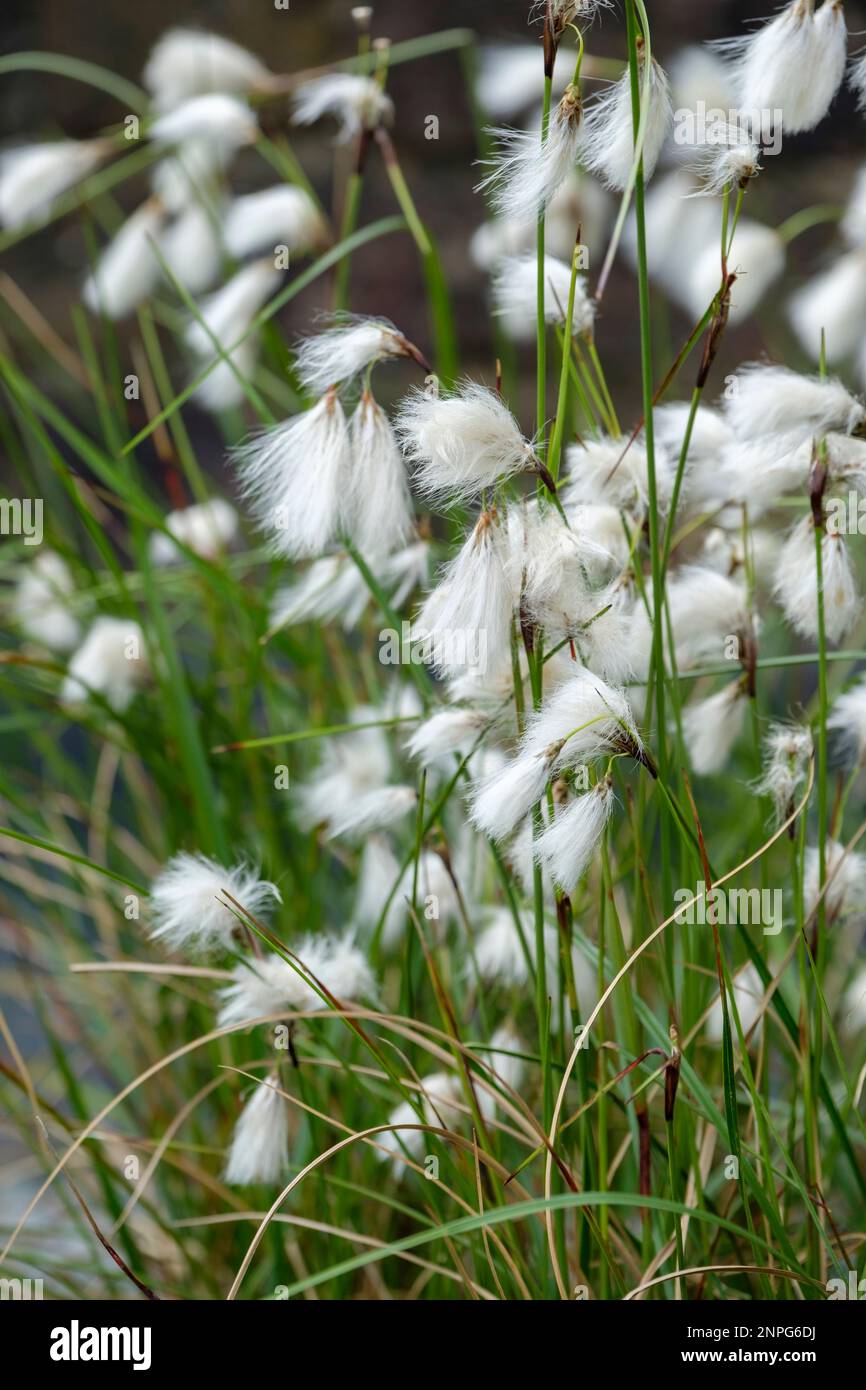Eriophorum angustifolium Common Cotton Grass, common cottonsedge, fluffy white seed heads Stock Photo
