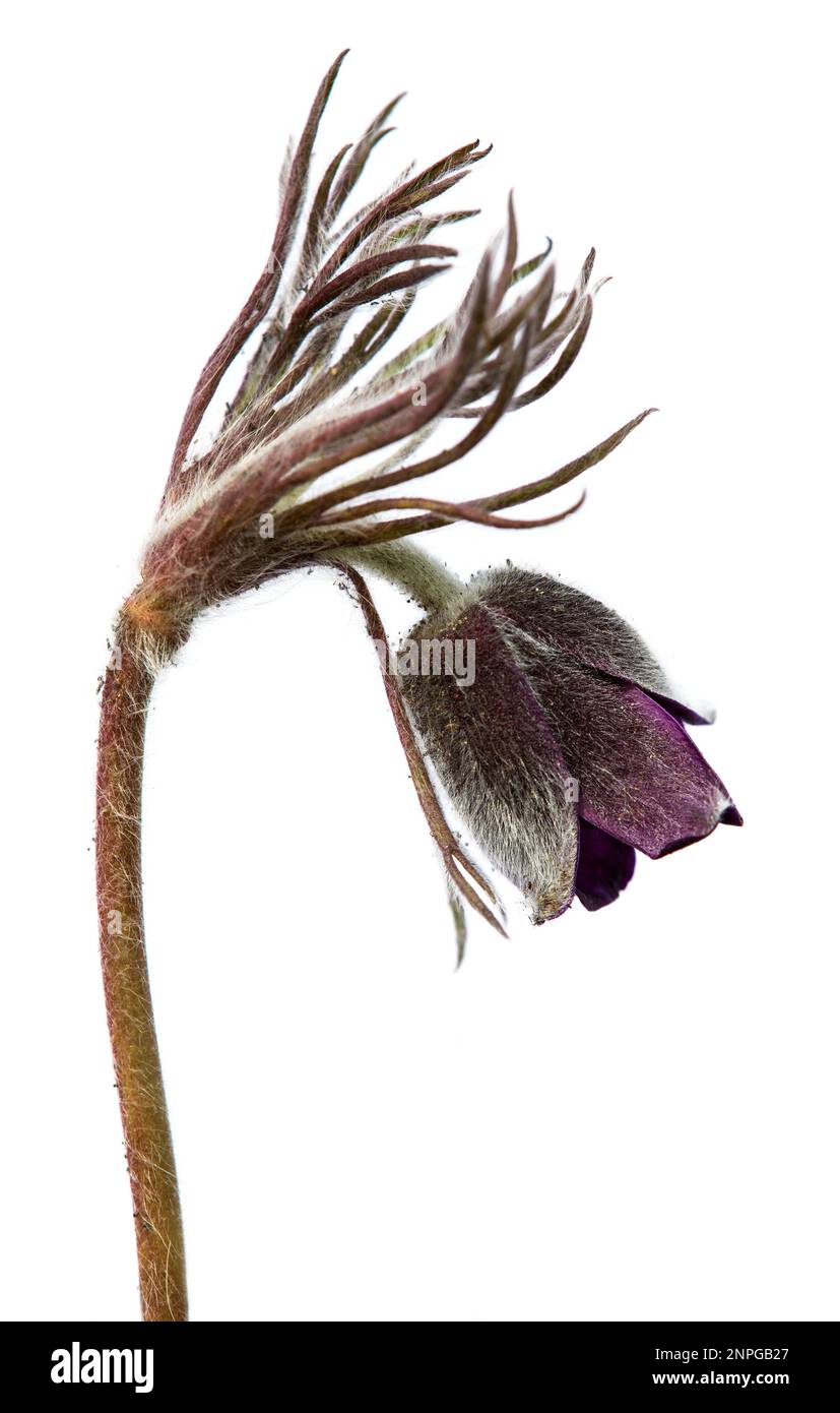 Pasqueflower. Beautiful flower of small pasque flower or pasqueflower on flowering meadow in latin Pulsatilla pratensis isolated on white background Stock Photo