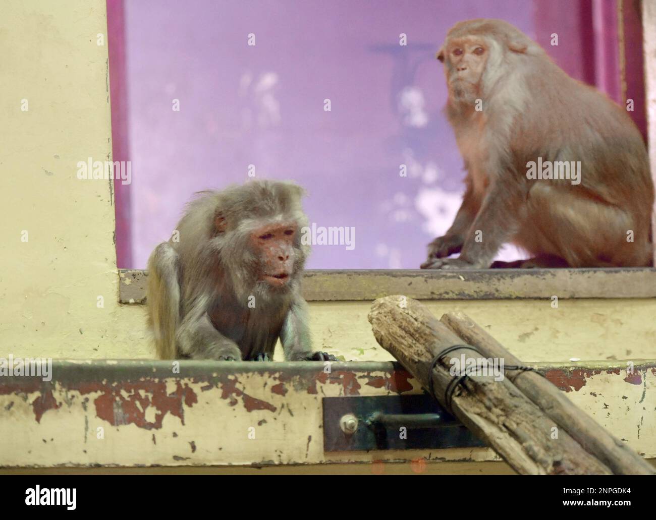 42-year-old Isoko (L), a female rhesus monkey, spends the rest of her life  at a nursing home for monkeys at Kyoto City Zoo in Sakyo Ward, Kyoto on  Sept. 17, 2020. Isoko,