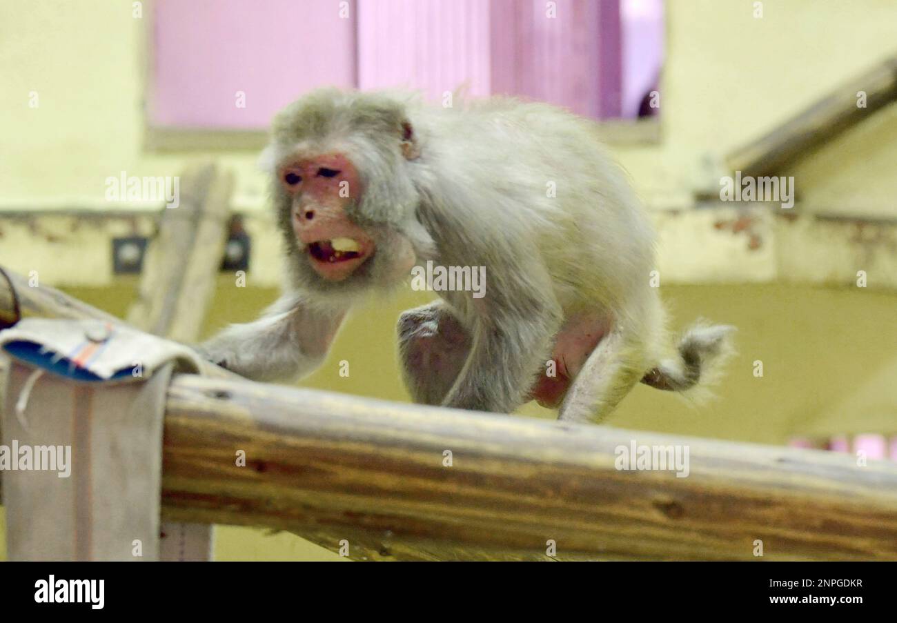 42-year-old Isoko, a female rhesus monkey, spends the rest of her life at a  nursing home for monkeys at Kyoto City Zoo in Sakyo Ward, Kyoto on Sept.  17, 2020. Isoko, listed