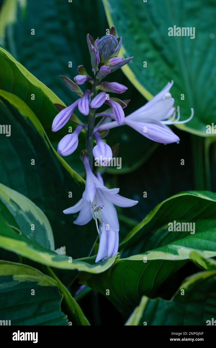 Hosta Fortunei Aureomarginata, Gold-edged plantain lily, green leaves with yellow margins, pale lavender flowers Stock Photo