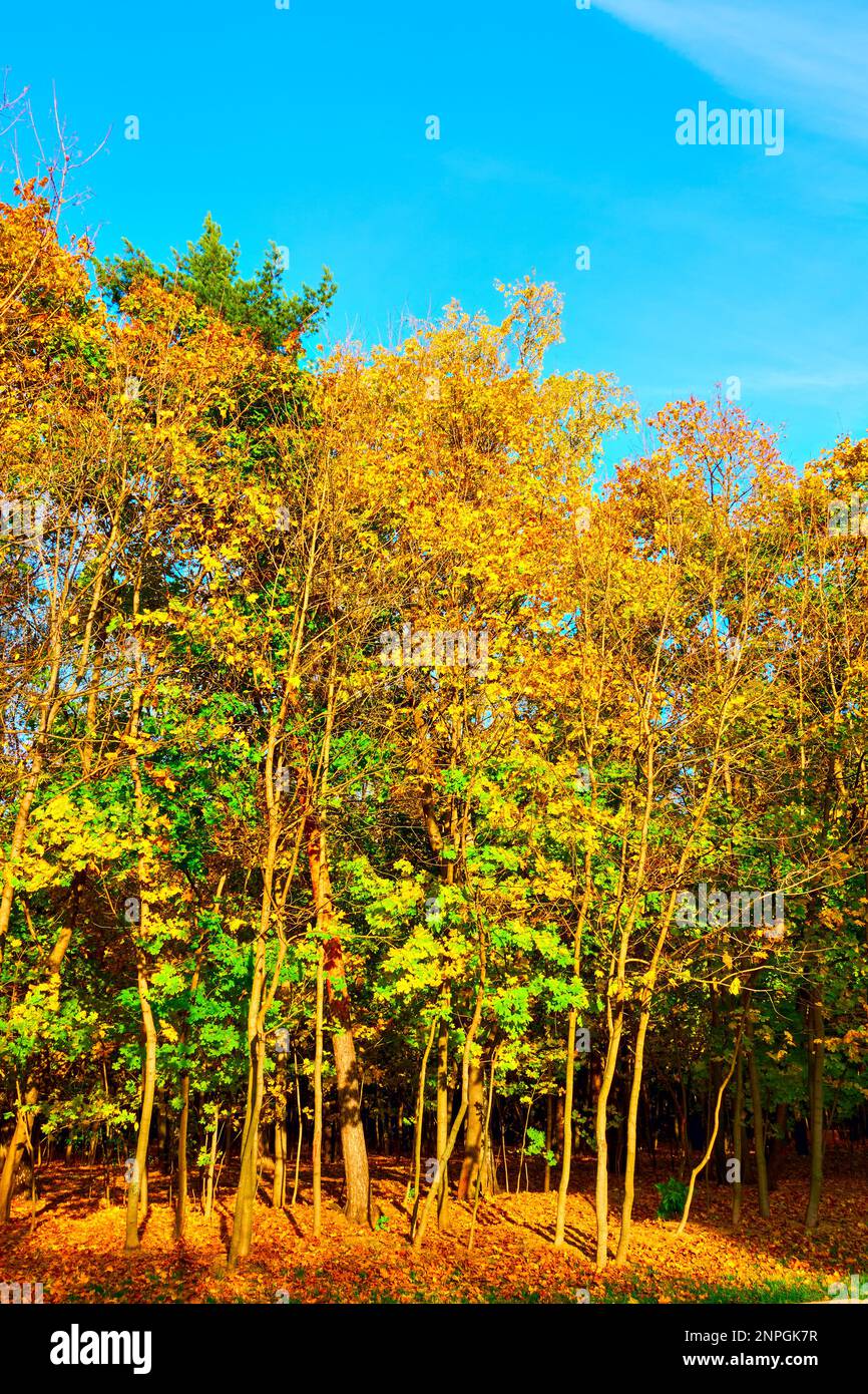 Autumn park with yellow trees Stock Photo