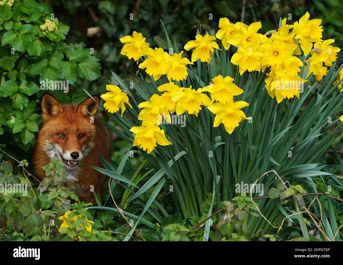 A fox among blooming daffodils on the banks of the Dodder River in