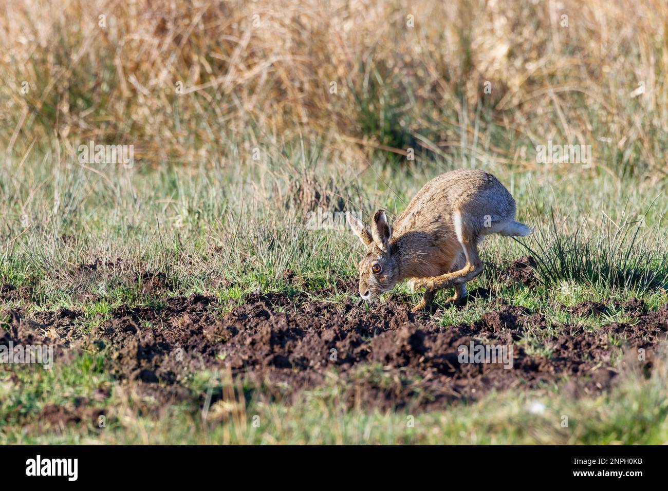 Close up of a hare or European hare, Lepus europaeus, foraging in natural habitat with bright eyes and attentive attitude Stock Photo