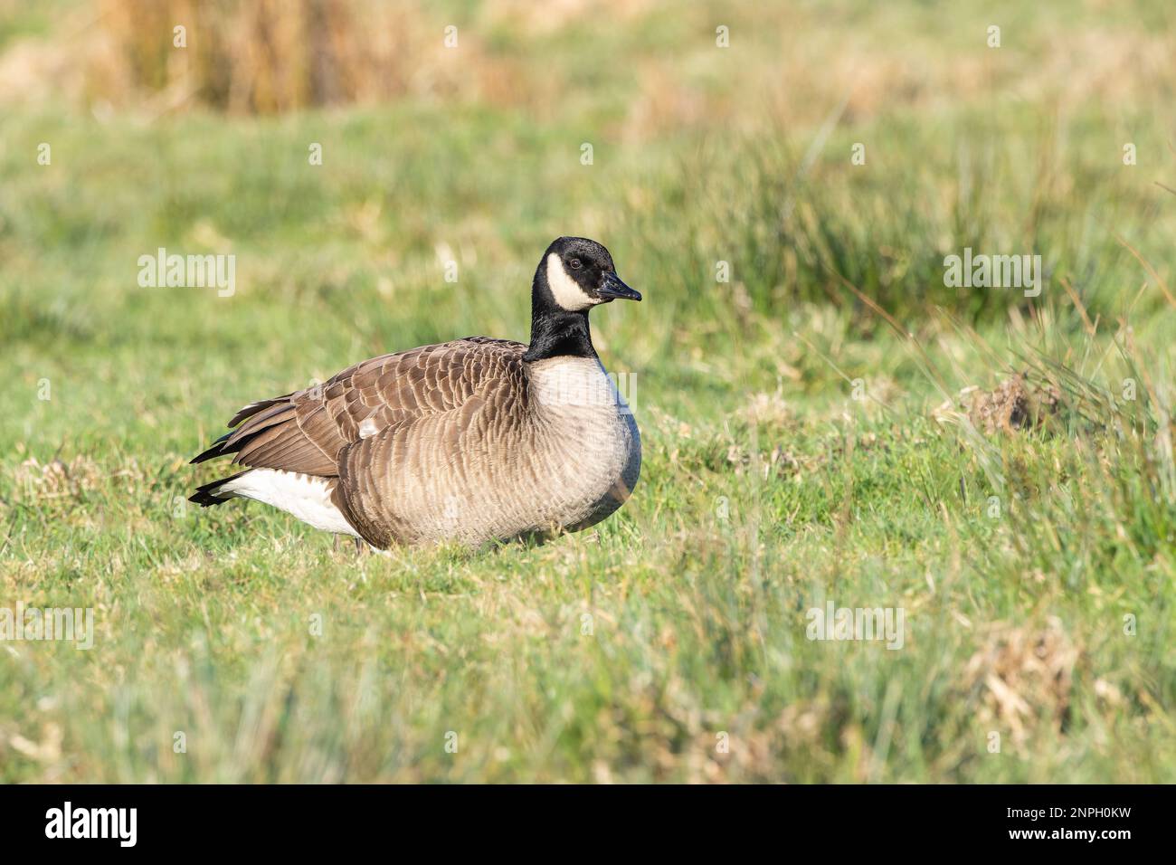 Close up of Small Canada Goose, Branta hutchinsii, with white nape throatband foraging in a green grassy meadow with attentive look in the eyes Stock Photo
