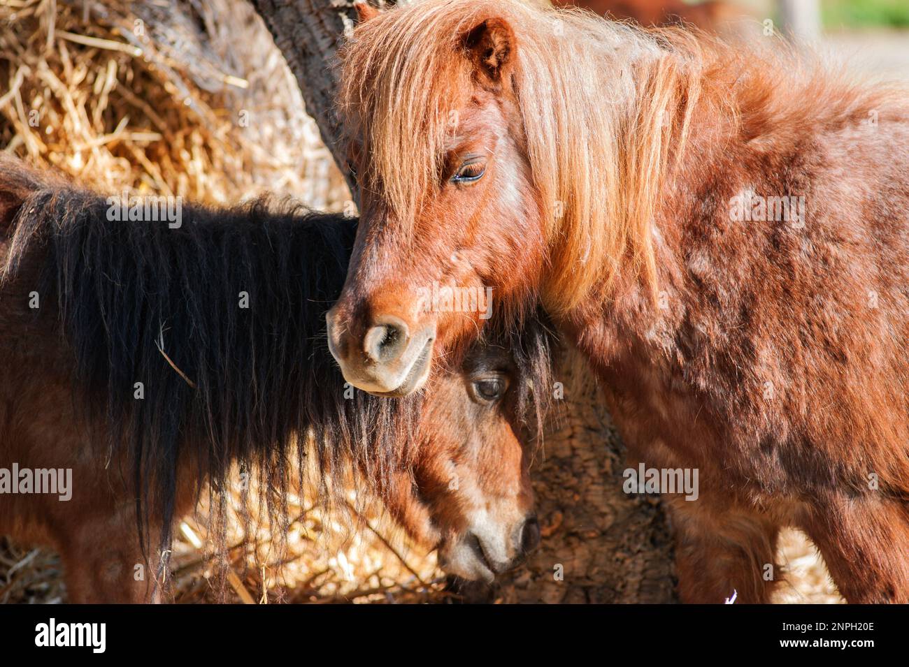 Brown Pony horse portrait. Stock Photo