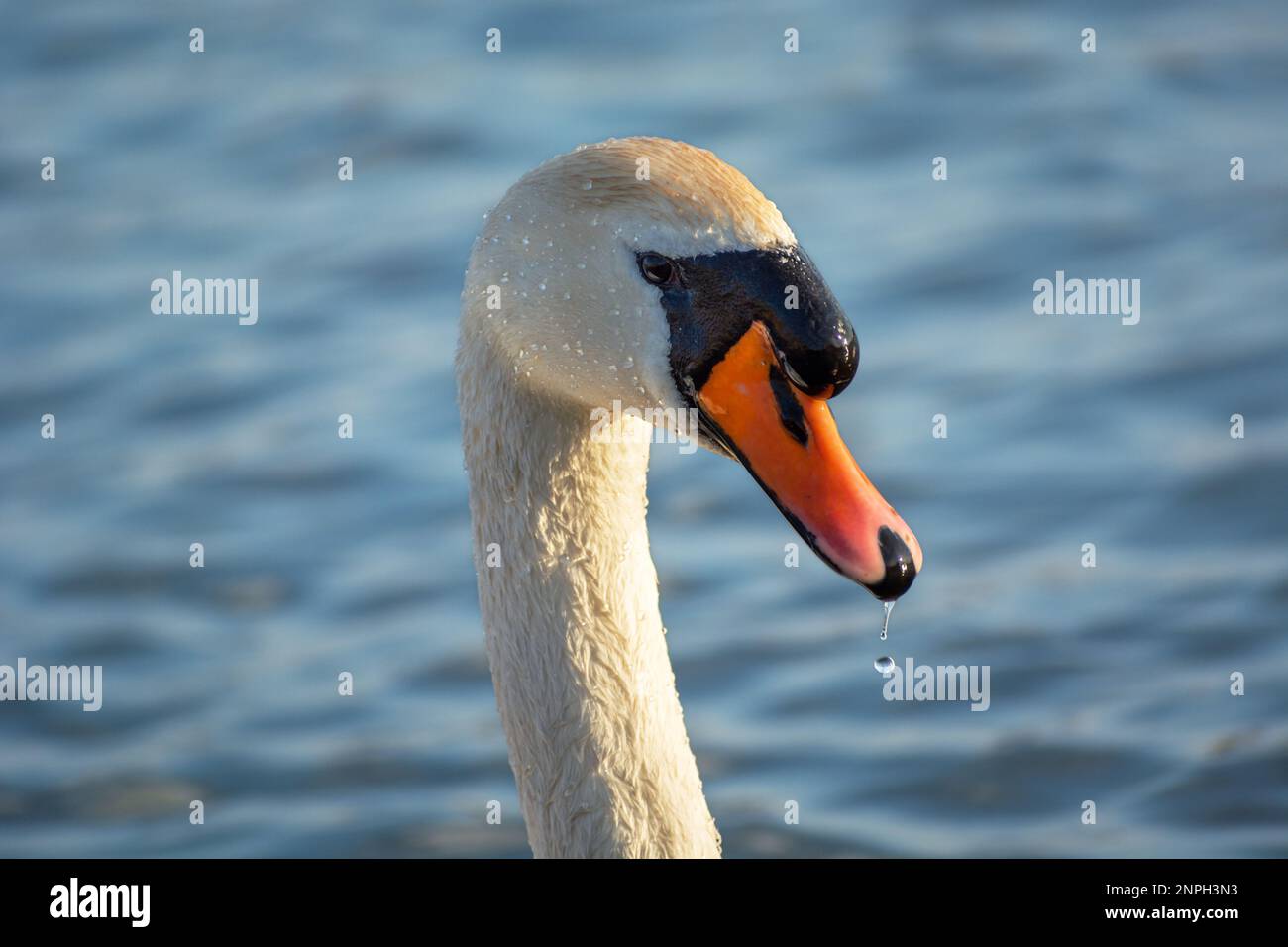 Head and neck of a white mute swan, spring sunny day Stock Photo