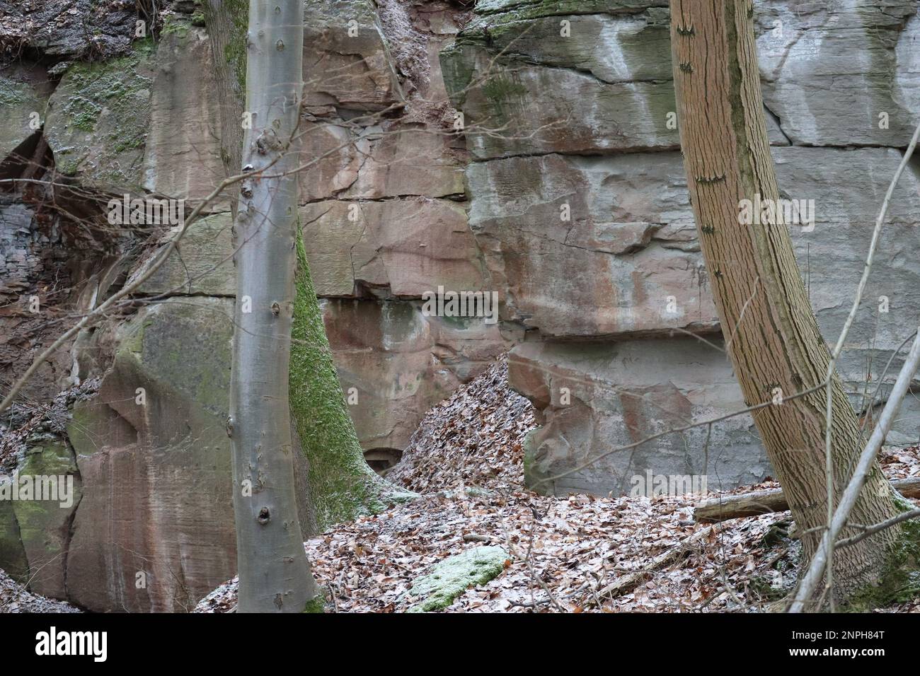 Bunter Sandstone in the Forest with Foliage Stock Photo