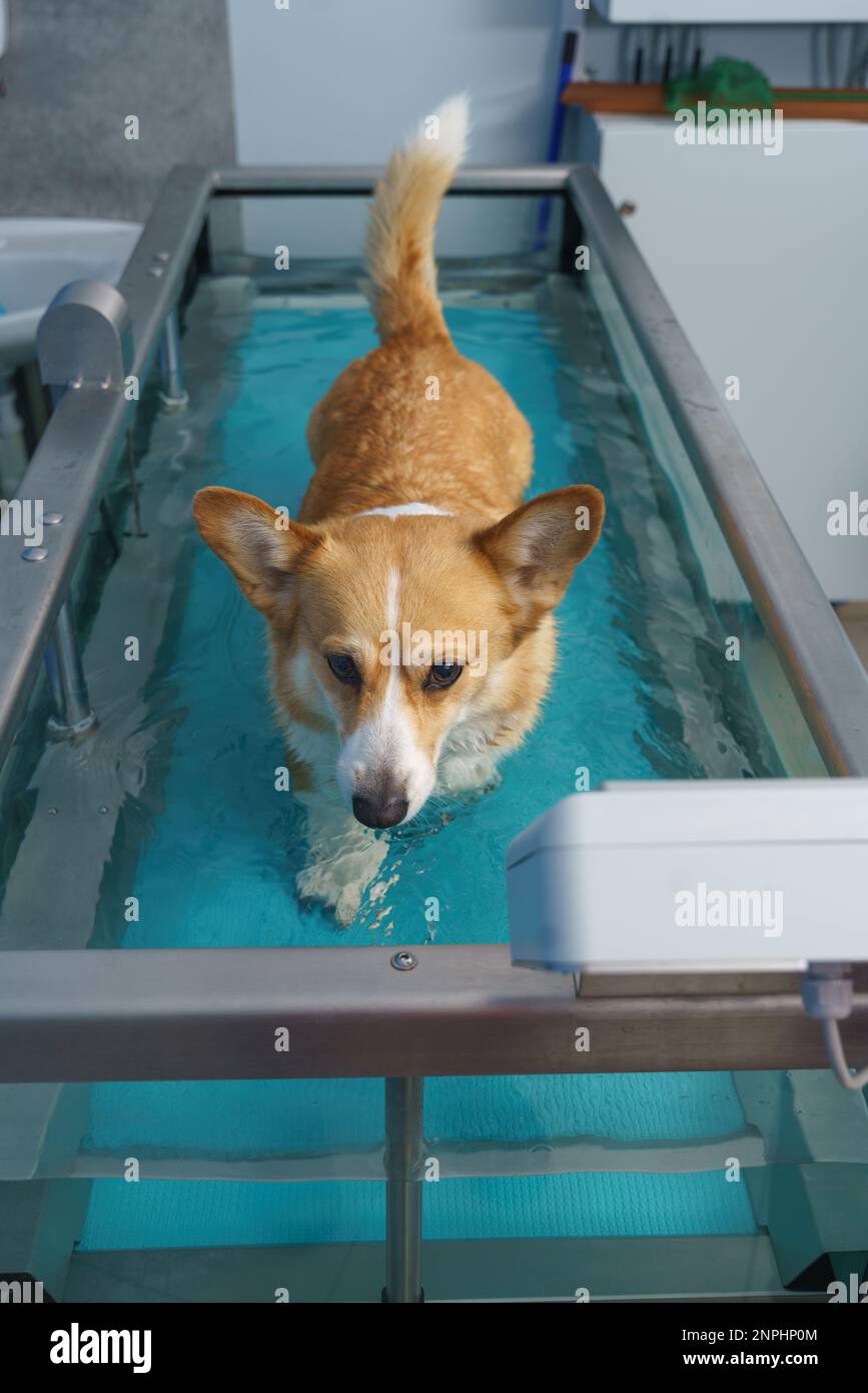 Dog rehabilitation on a water treadmill. animal health Stock Photo Alamy