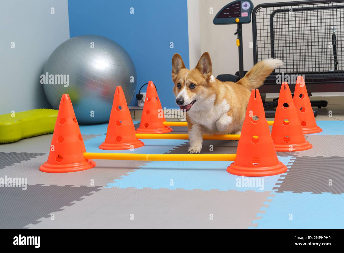 Dog rehabilitation under human care. Animal health Stock Photo Alamy