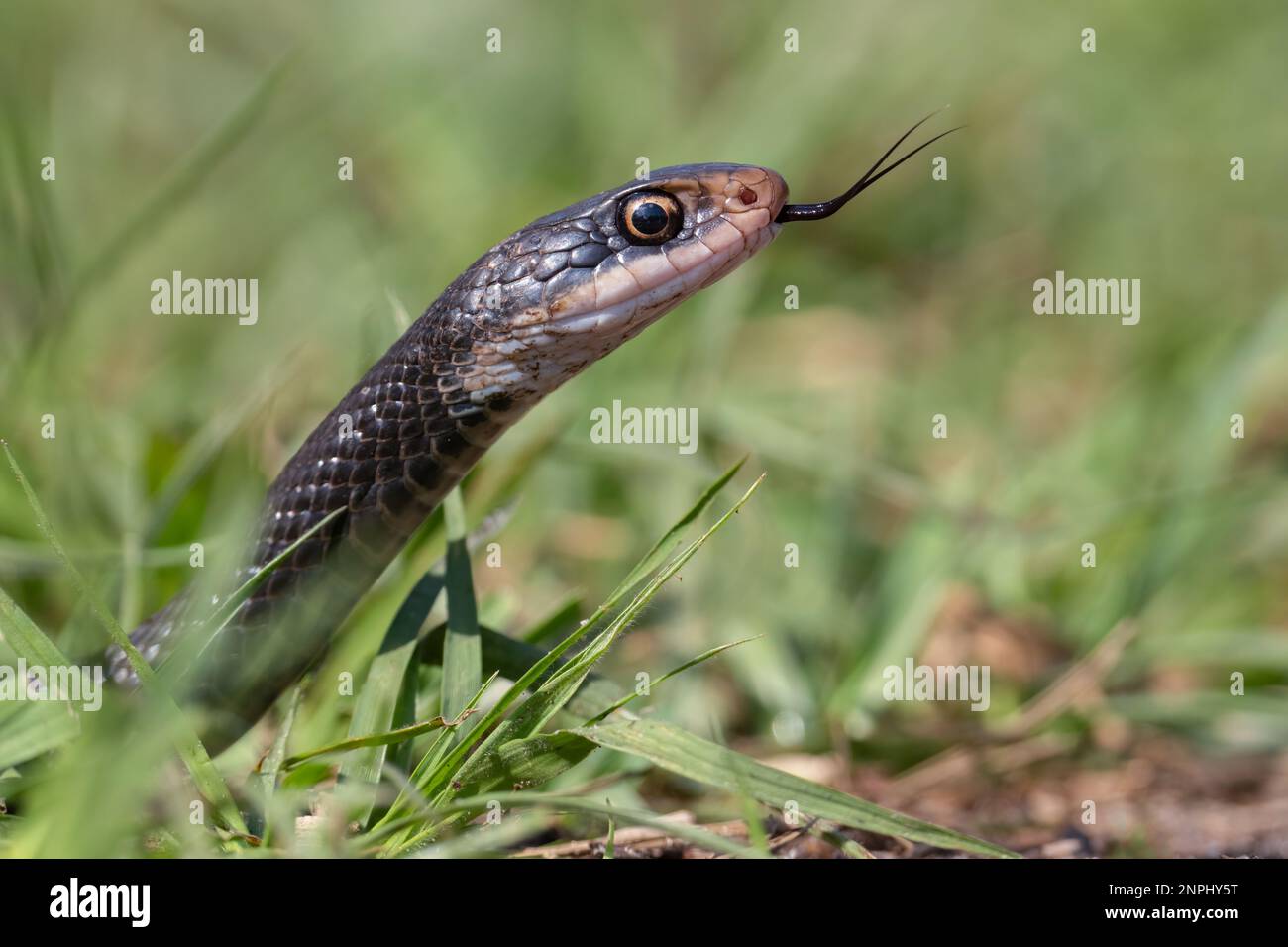 A southern black racer snake searches for a meal at Mead Botanical Gardens in Winter Park, Florida. Stock Photo