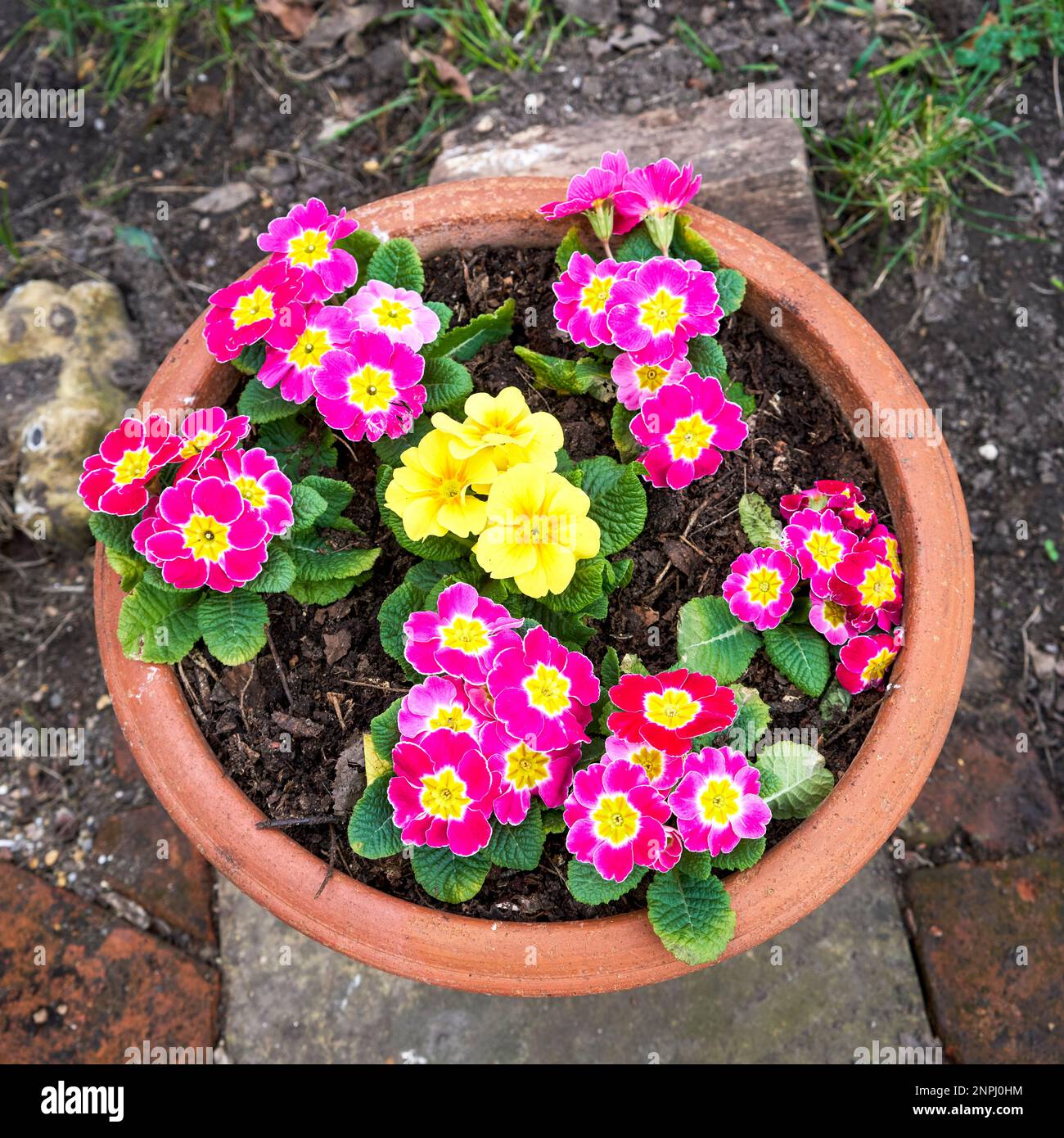 Primula plants with flowers in a terracotta pot Stock Photo