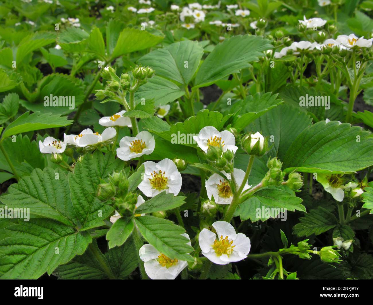 close-up of the blooming strawberry in the vegetable garden Stock Photo ...
