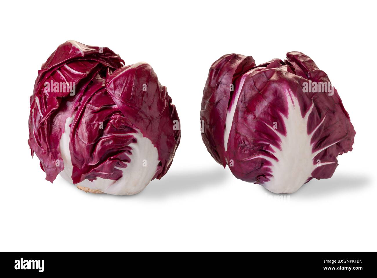 Radicchio di Verona typical red leaf radish chicory, isolated on white clipping path included Stock Photo