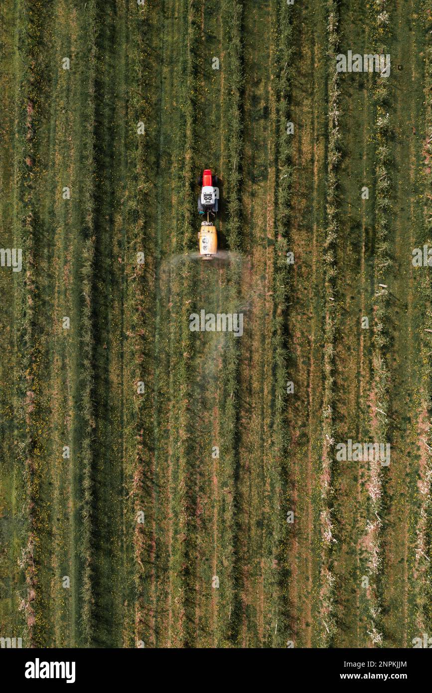 Aerial view of agricultural tractor with crop sprayer applying insecticide in apple fruit orchard, top view Stock Photo