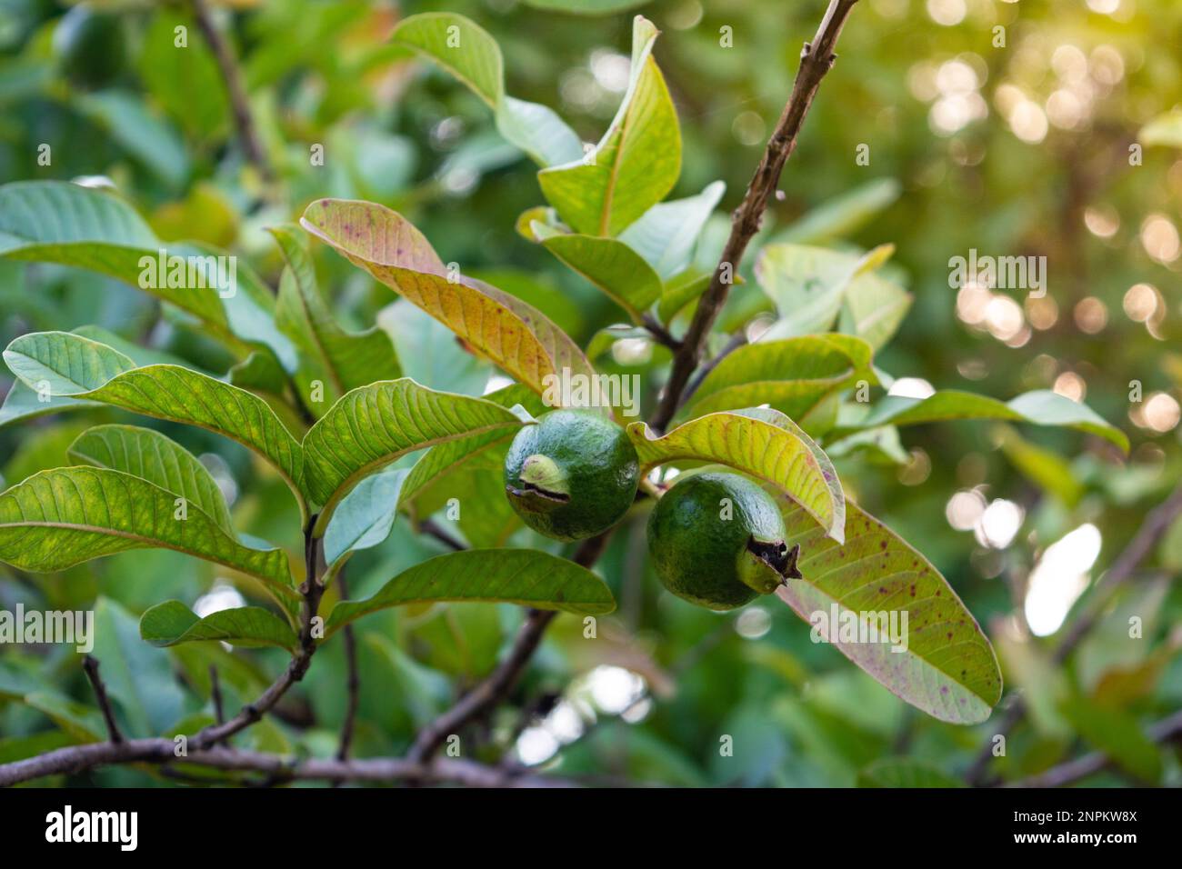 Tropical fruit guava on guava tree. Psidium guajava Stock Photo - Alamy