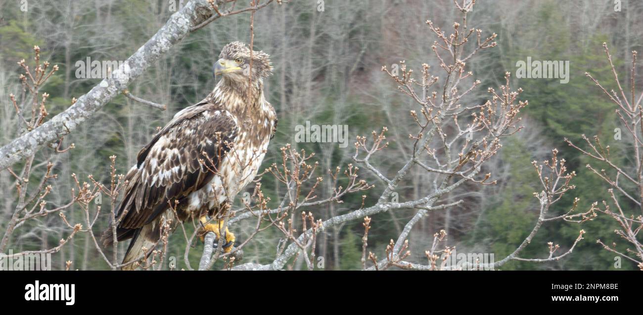 Juvenile Bald Eagle in Tree Stock Photo