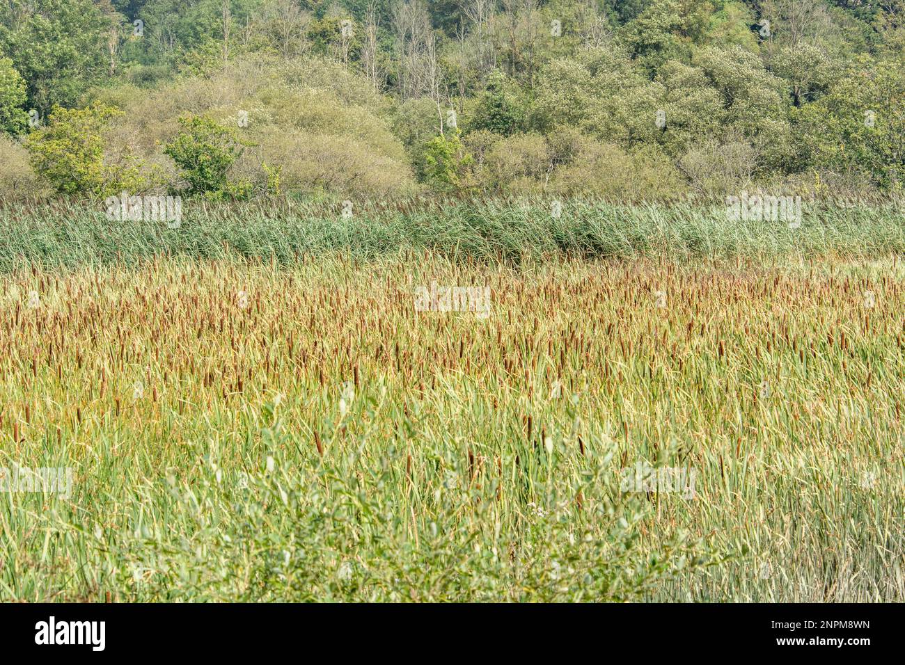 Reedbed (Cat's-tail and Common Reed species - Typha latifolia and Phragmites communis). Focal emphasis on the brown heads of the cat's-tails. Stock Photo