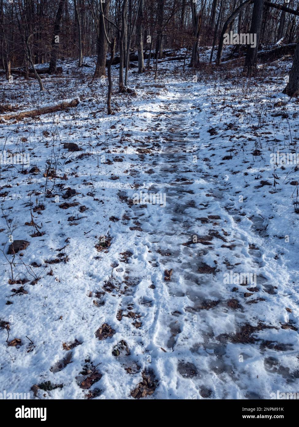trail in the woods covered with snow in winter Stock Photo