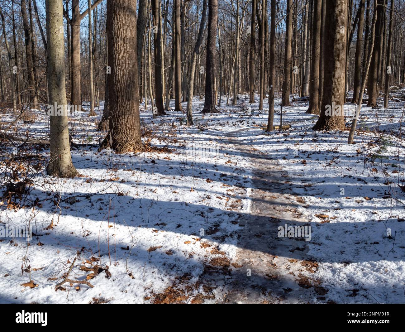 trail in the woods covered with snow in winter Stock Photo