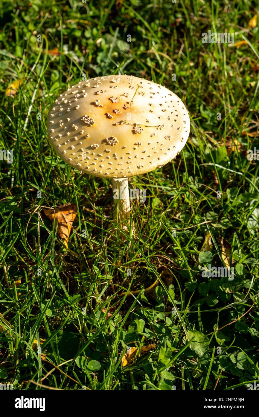 Yellow Sh Yellowish cap hi-res stock photography and images - Alamy