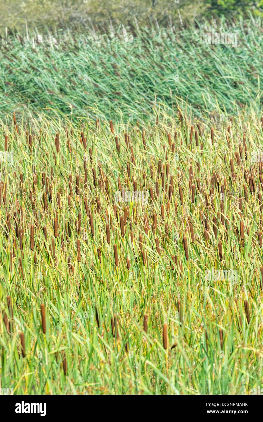 Reedbed (Cat's-tail and Common Reed species) - Typha latifolia and Phragmites communis. Focal emphasis on brown heads of the cat's-tails in mid-pic. Stock Photo