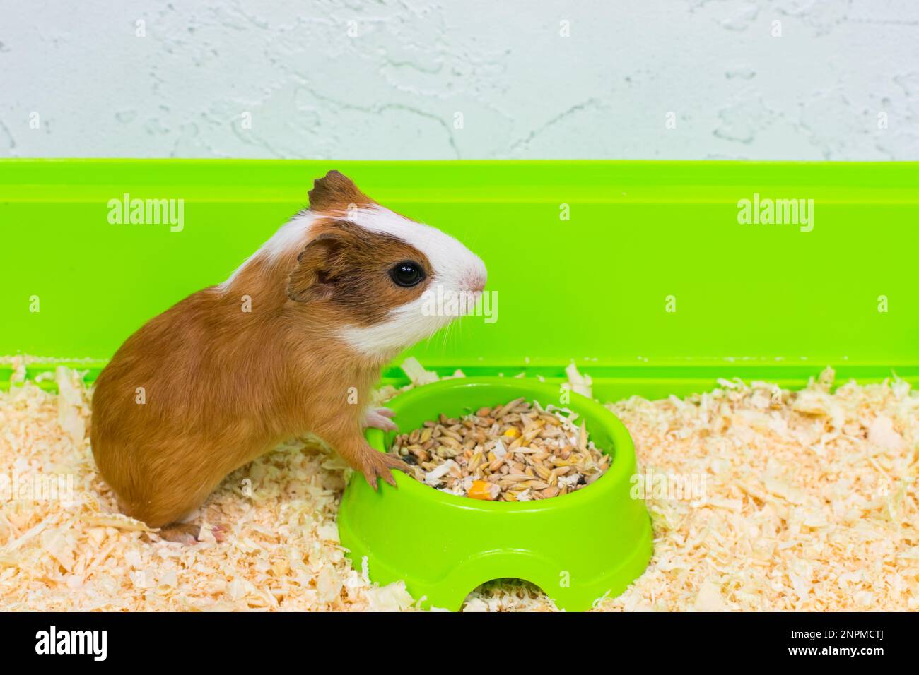 The guinea pig eats food in a green box on a sawdust bed Stock Photo