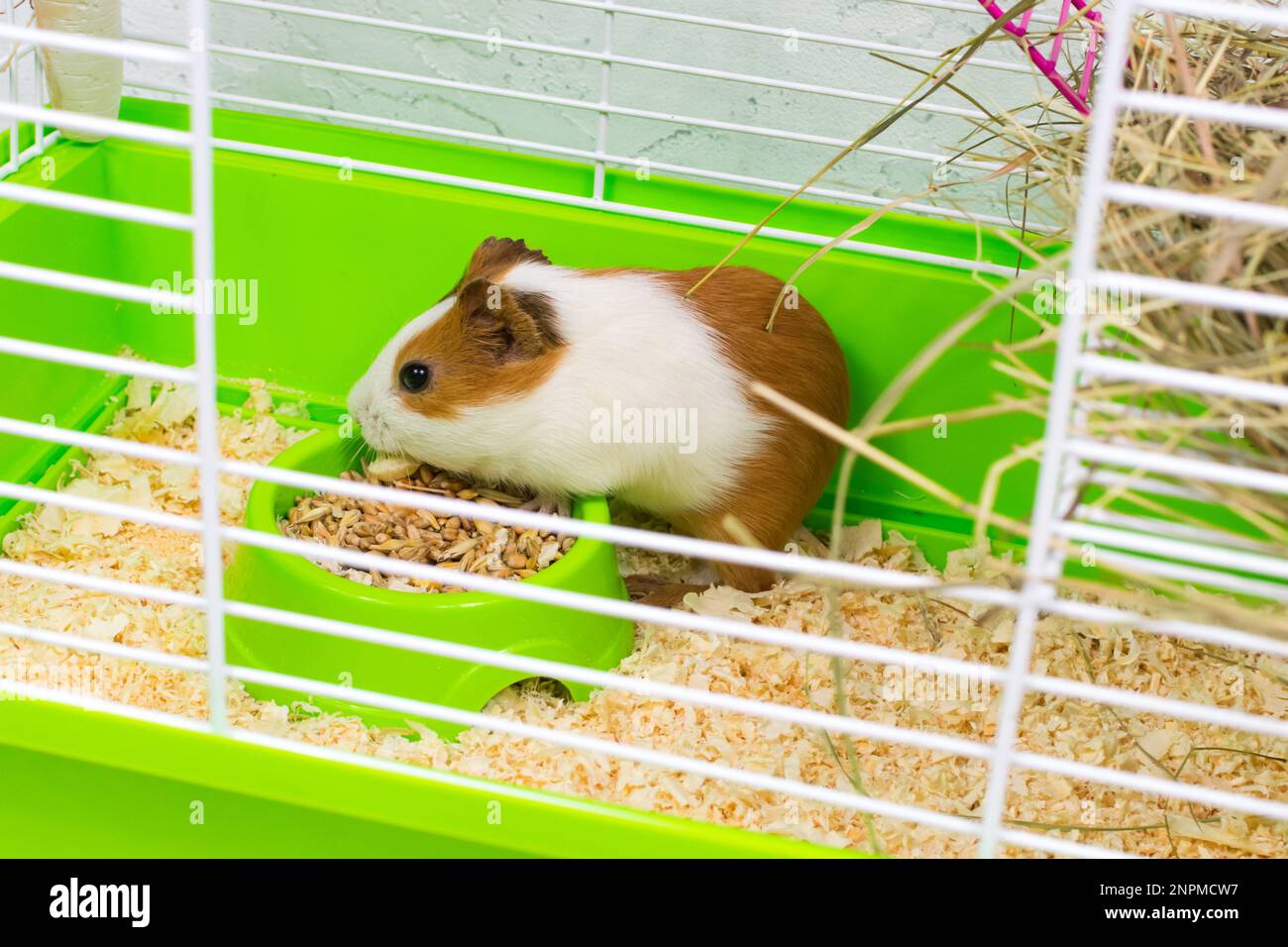 Colored guinea pig in a green cage with hay and a feeder with food ...