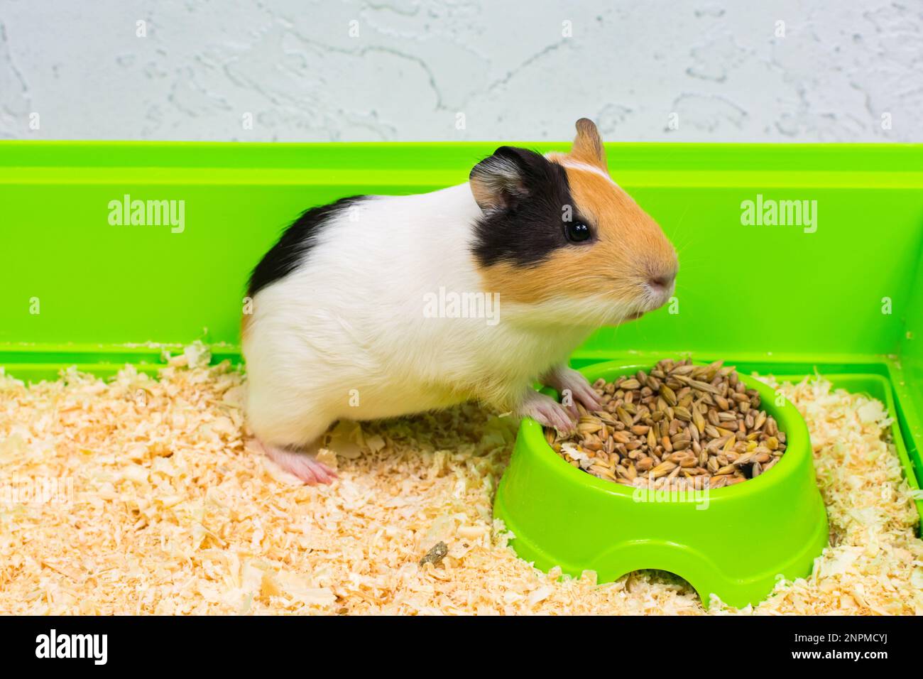 Closeup of a guinea pig eating food in a green box Stock Photo Alamy