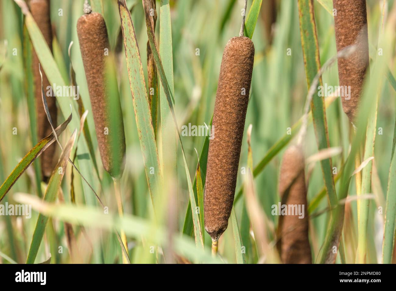 Close-up of Cat's-tail / Greater Reedmace / Bulrush -Typha . Typical wetland plant of UK. Stock Photo