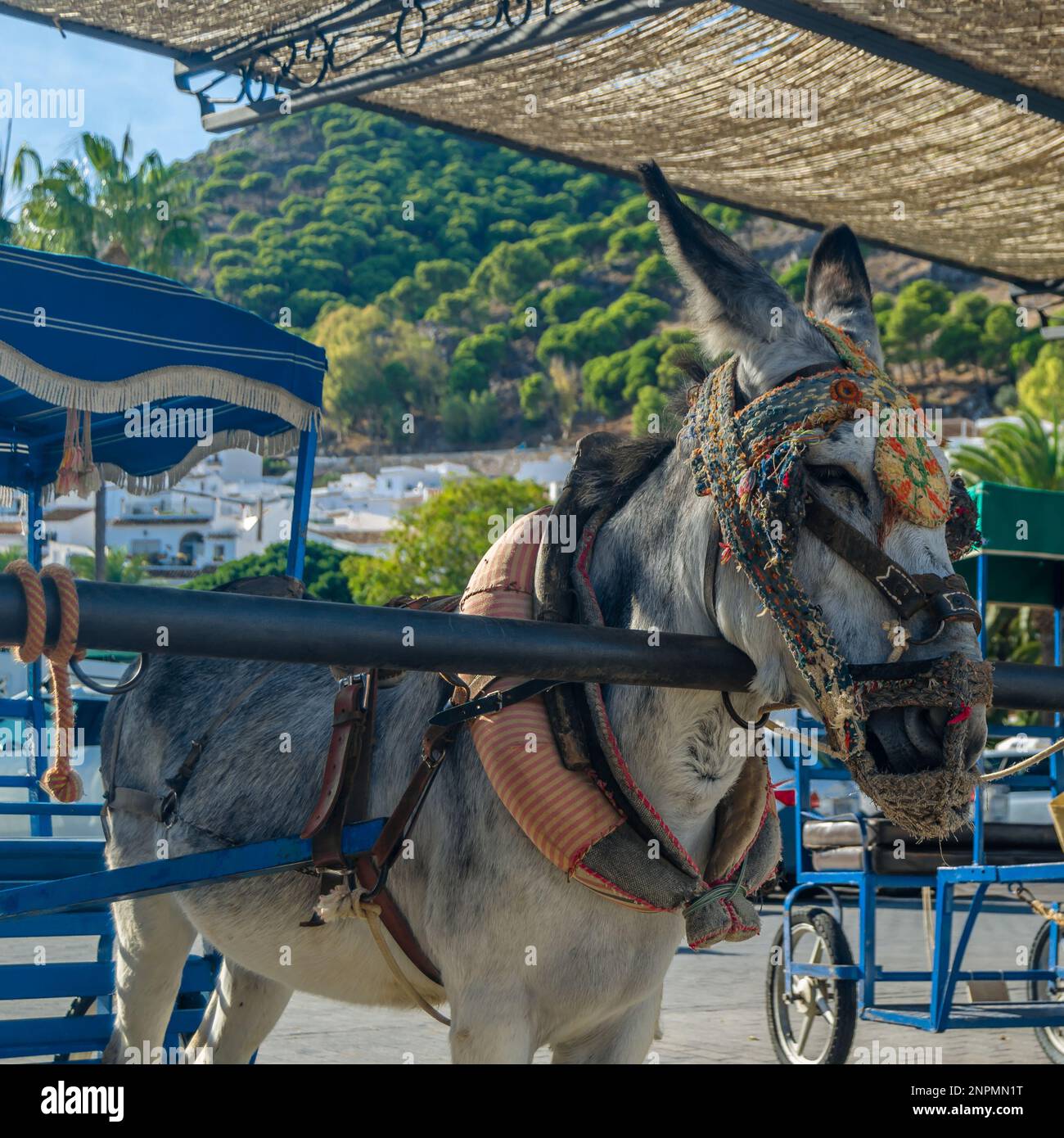 Donkeys in the town of Mijas, Andalusia, southern Spain. One of the tourist attractions in Mijas is sightseeing in Burro-taxis or donkey-drawn carts a Stock Photo