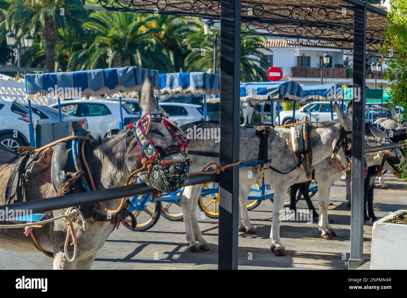 Donkeys in the town of Mijas, Andalusia, southern Spain. One of the tourist attractions in Mijas is sightseeing in Burro-taxis or donkey-drawn carts a Stock Photo