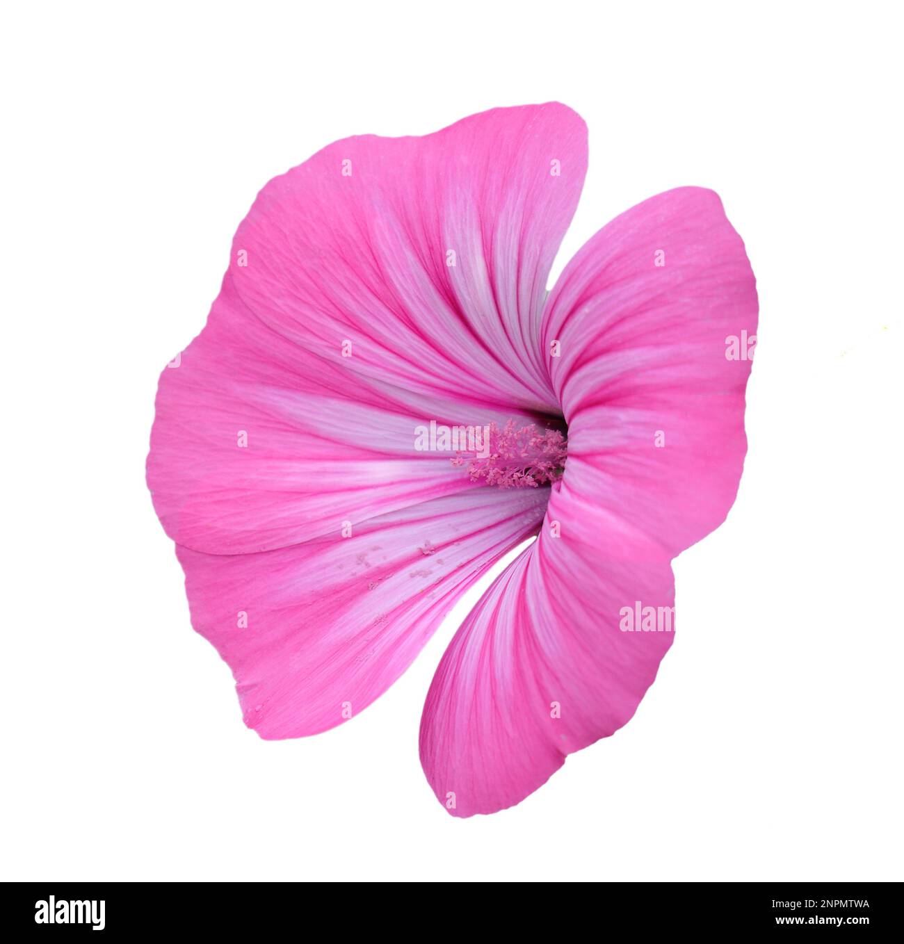 Spring, Portugal. Annual Mallows also known as Rose Mallow or Royal Mallow. Lavatera rosa in full bloom isolated on white background. Malvaceae Family Stock Photo