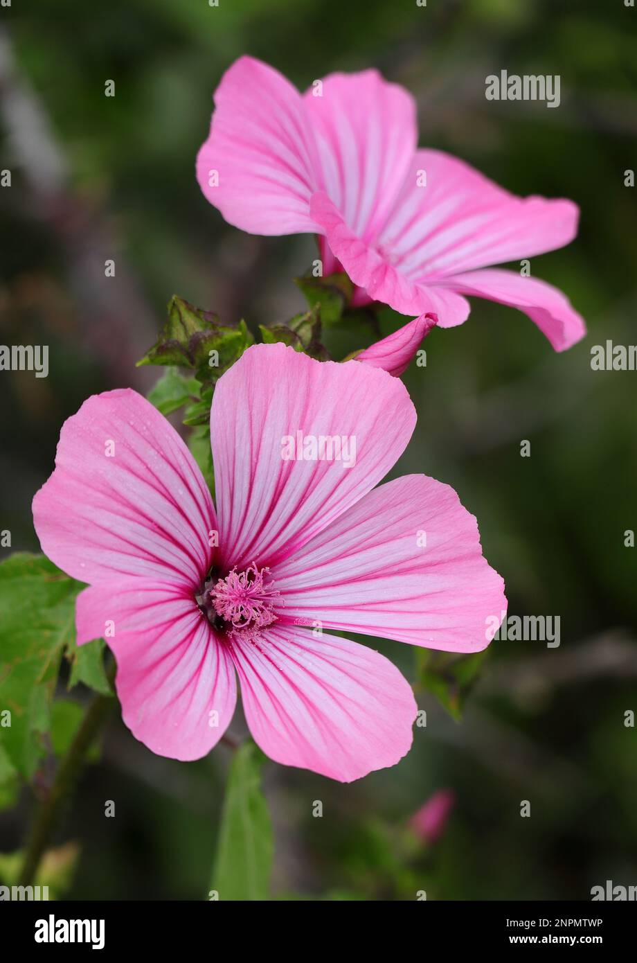 Spring, Portugal. Annual Mallows also known as Rose Mallow or Royal Mallow. Lavatera rosa in full bloom in natural surroundings. Malvaceae Family. Stock Photo