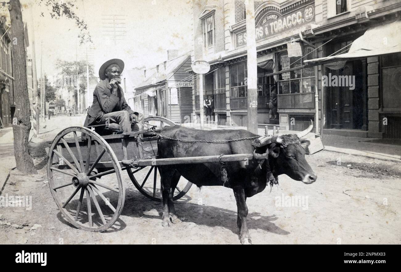 African American man sitting on an ox cart, facing right, holding the reins in his left hand, posed on the edge of a commercial street in Savannah, Georgia, circa 1870 Stock Photo
