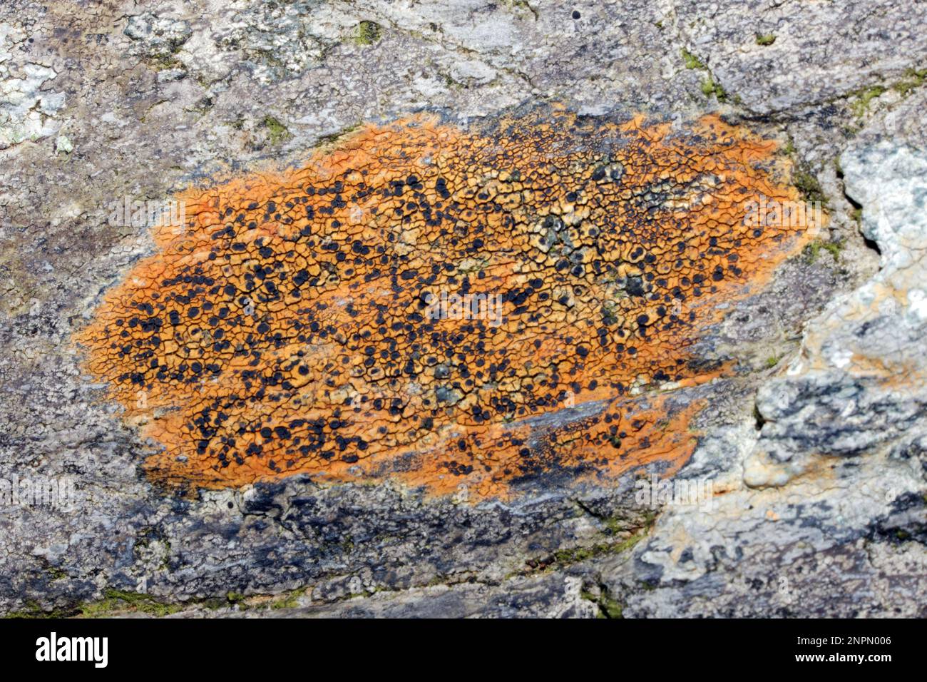 Porpidia crustulata is wiidespread and fairly common in most of Britain growing on siliceous rocks. It is found throughout North America and Europe. Stock Photo