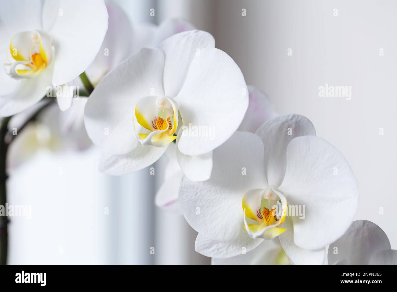 White orchid. Blooming white Phalaenopsis or moth orchid on the windowsill in the interior. Homeplants. Stock Photo