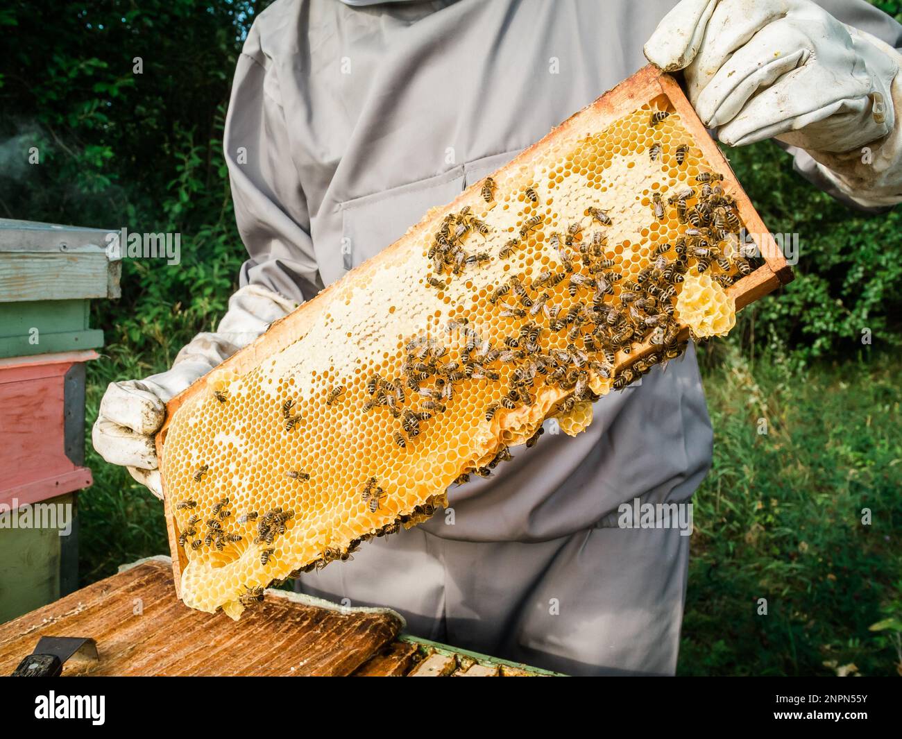 Beekeeper removing from beehive. Person in beekeeper suit