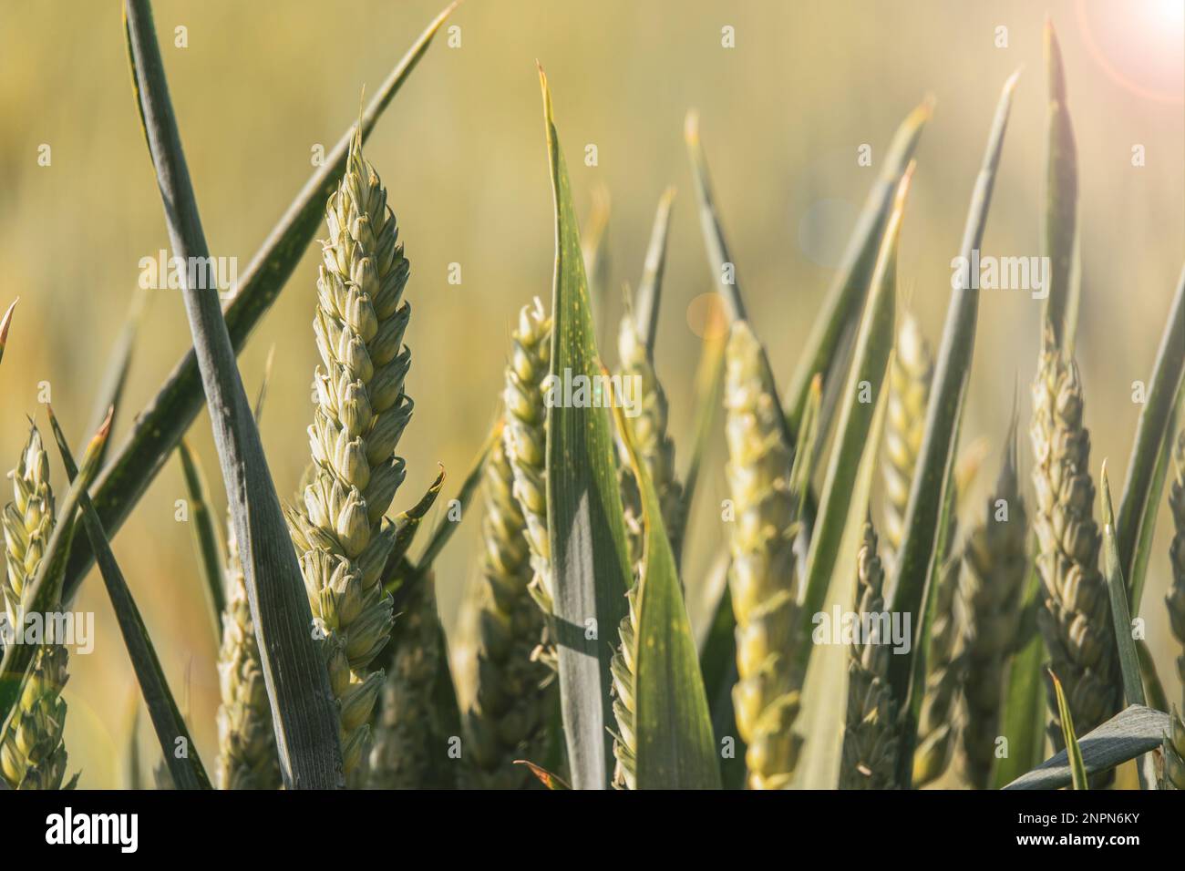 Wheat spikelets close up. New grain harvest. Selective focus Stock Photo