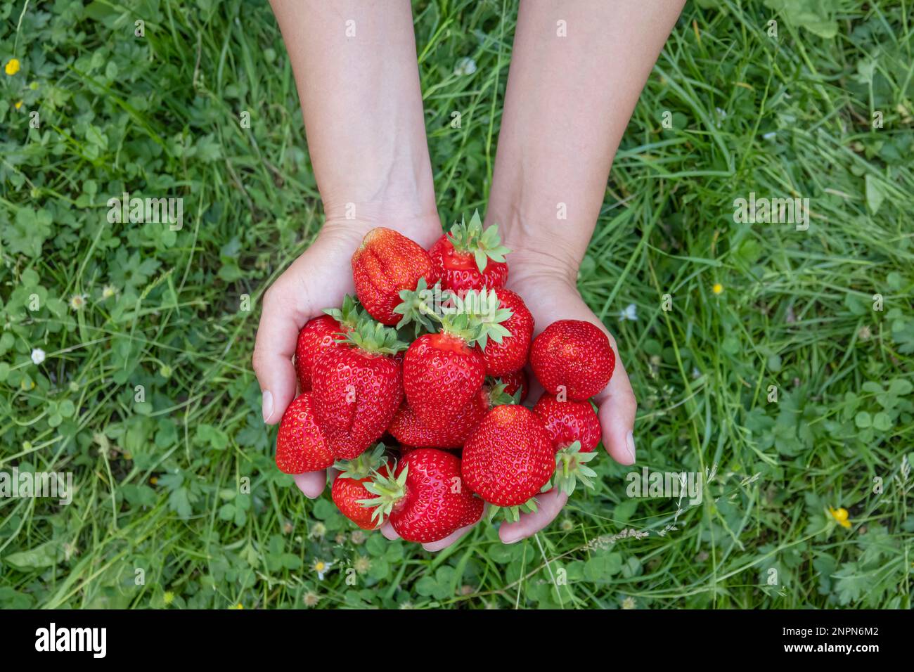Hands holding a harvest of big fresh strawberries. Handful of fresh red berries Stock Photo