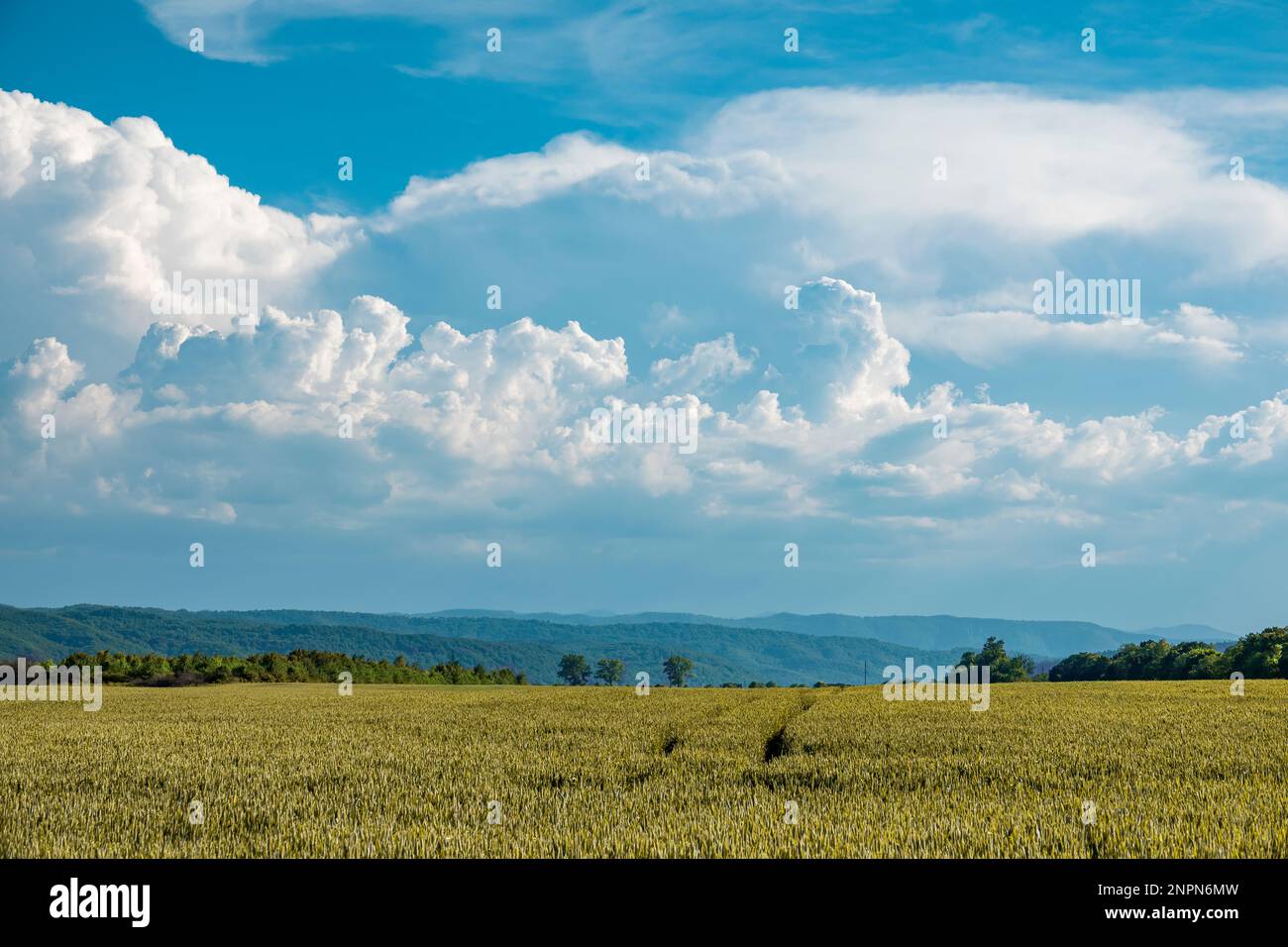 Wheat field and bright blue sky with clouds. Countryside landscape Stock Photo