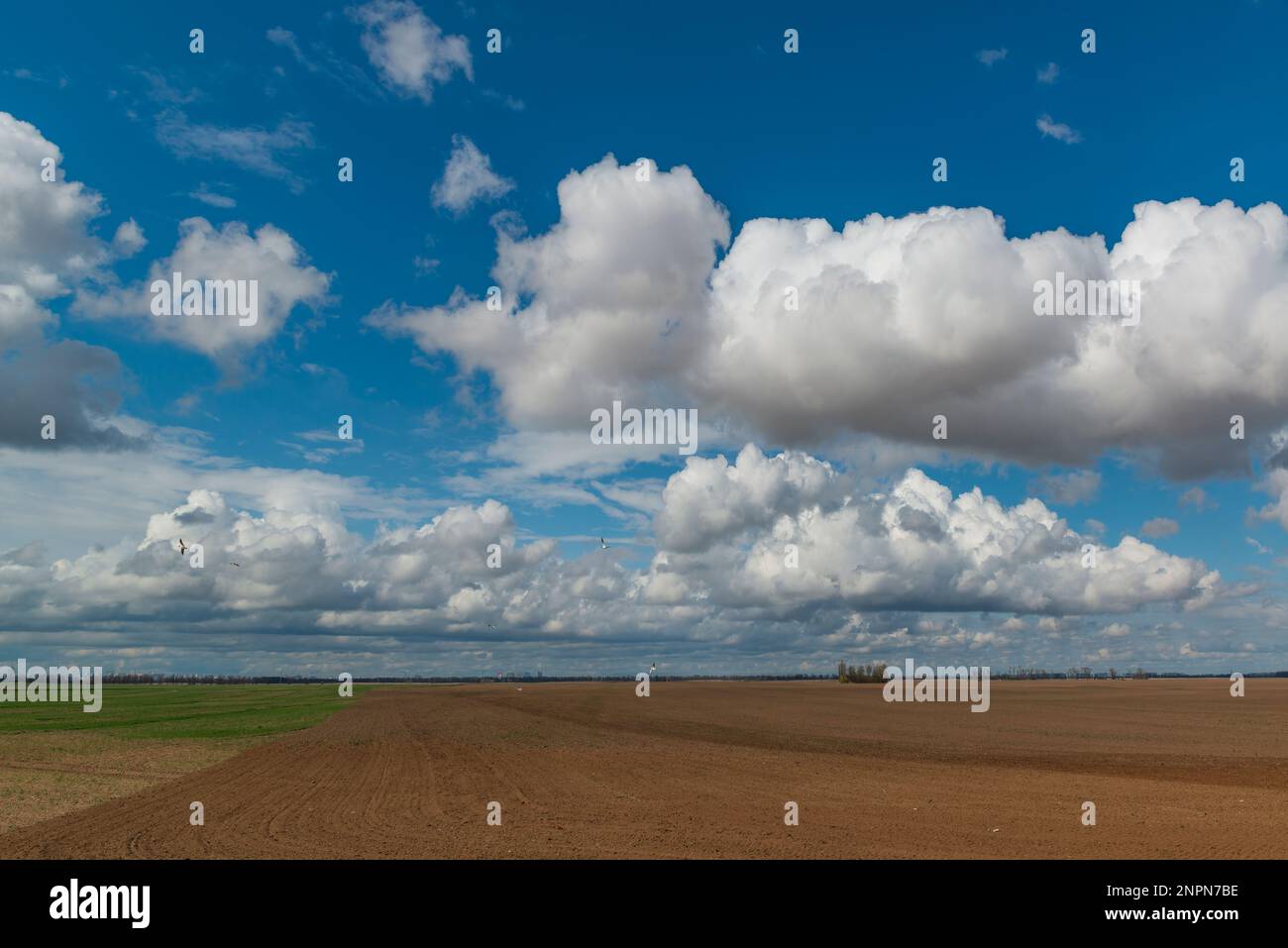 Freshly plowed farm field and blue sky with clouds. Countryside landscape in Ukraine Stock Photo