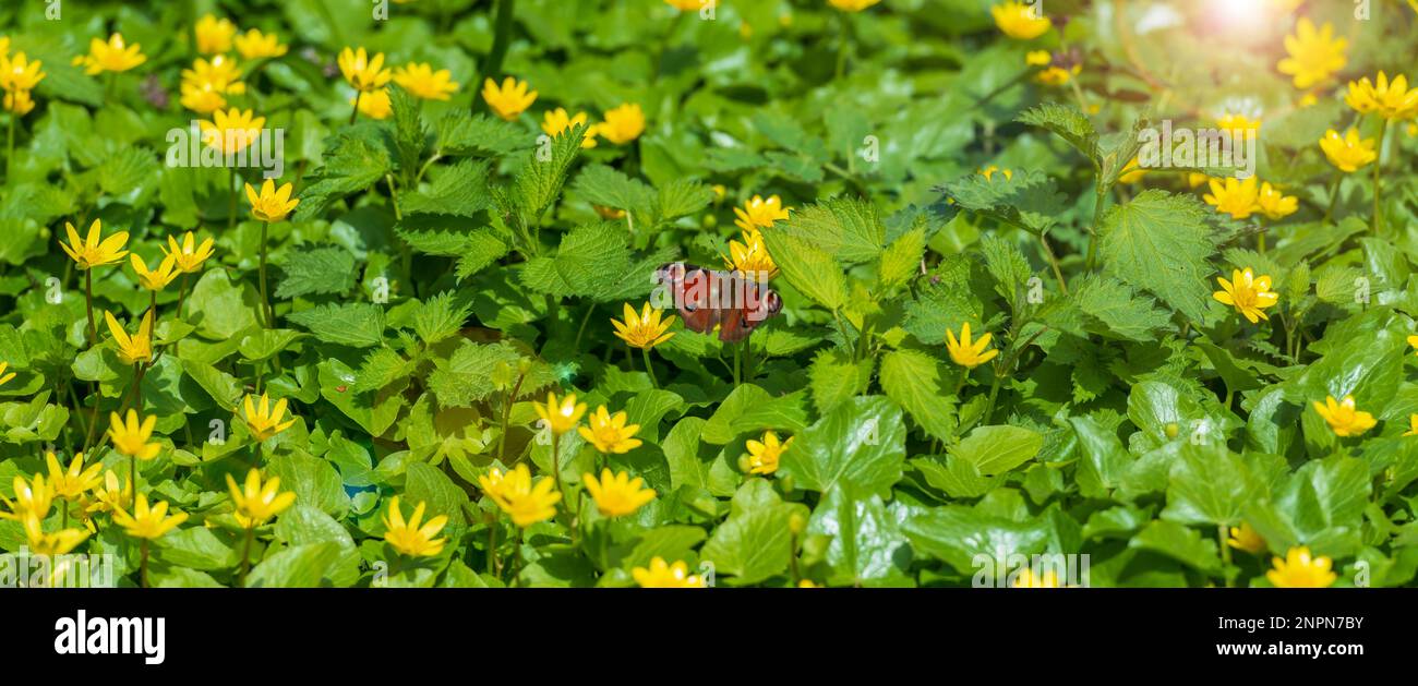 Header with blooming spring flowers and butterfly. Spring nature background. Selective focus Stock Photo